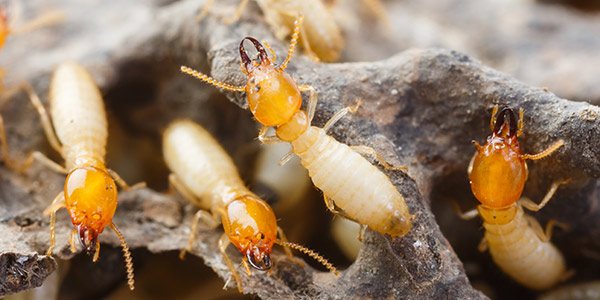 worker termite