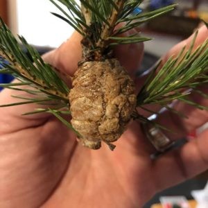 Praying mantis egg sack christmas tree pests