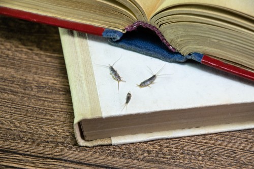 silverfish on book