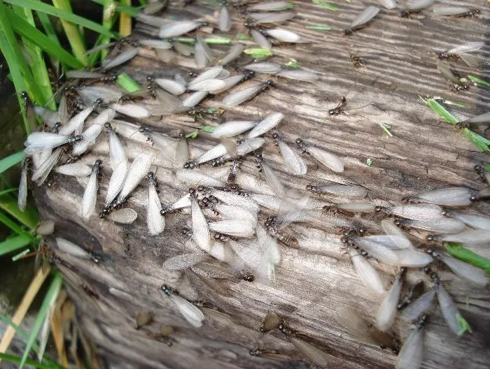 Large termite swarm