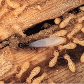 worker and swarmer termite in wood