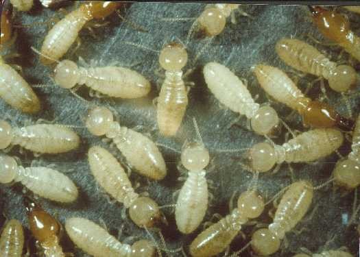 worker termites