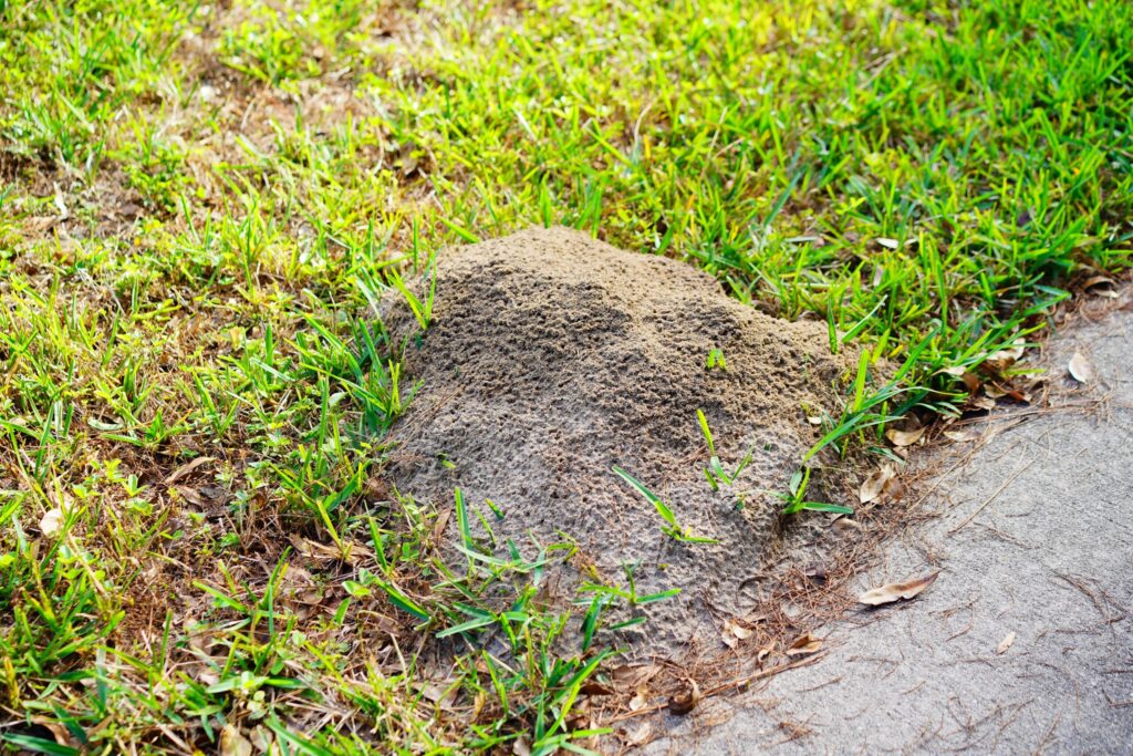 fire ant mound