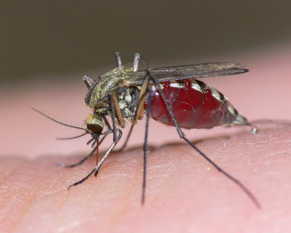 mosquito with blood
