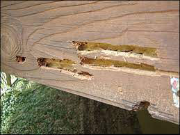 woodpecker damage in deck from carpenter bee