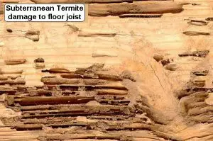 termite damage