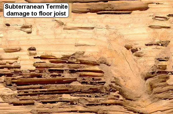 termite damage
