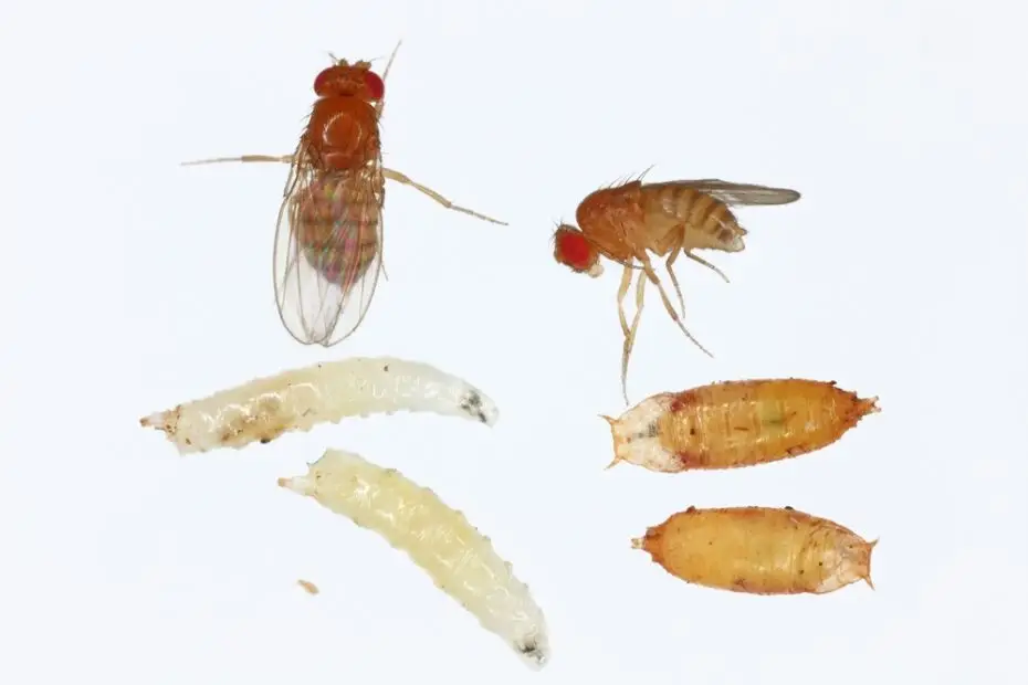 fruit fly life stages