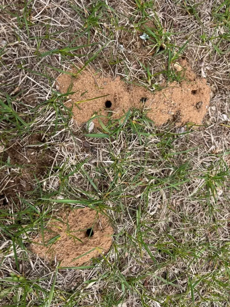 Miner bee holes