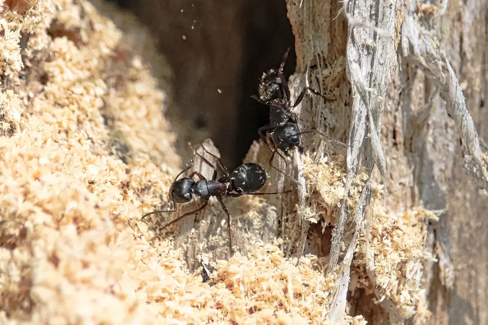 black carpenter ant